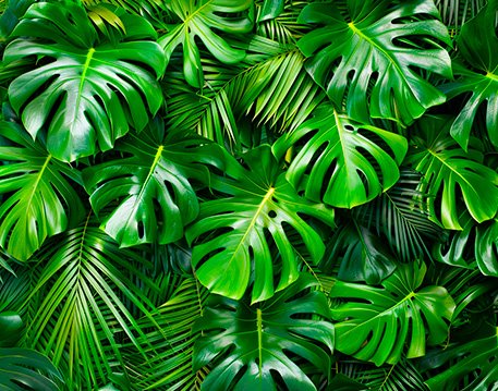 Plants / Flowers